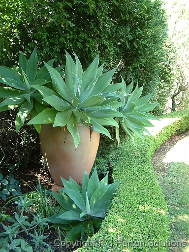 Agave attenuata pot